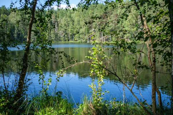 Árboles Junto Agua Con Reflejos Cielo Azul Superficie —  Fotos de Stock