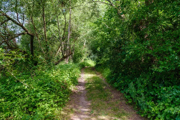 Stretta Strada Forestale Campagna Con Superficie Ghiaiosa Fogliame Verde Intorno — Foto Stock