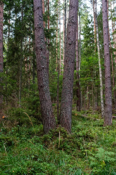 Зелений Свіжий Літній Ліс Стовбурами Дерев Шлунками Травою Зелене Мокре — стокове фото