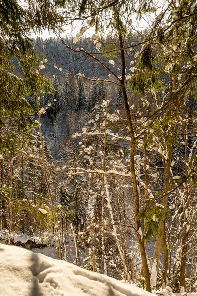 Winter Bos Scene Textuur Bomen Bedekt Met Sneeuw Zonnige Dag — Stockfoto