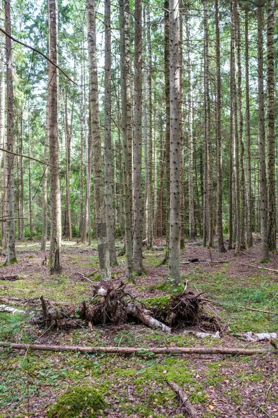 Grön Fräsch Sommarskog Med Trädstammar Stampar Och Gräs Gröna Blöta — Stockfoto