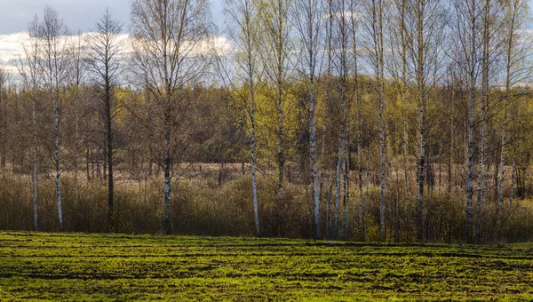 Stěna Kmene Stromu Straně Pole Přírodní Lesní Scéna — Stock fotografie