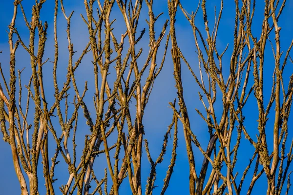 Mur Tronc Arbre Sur Côté Champ Nature Forêt Scène — Photo