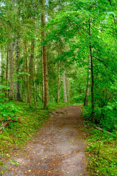 Étroite Route Forestière Campagne Avec Surface Gravier Feuillage Vert Autour — Photo