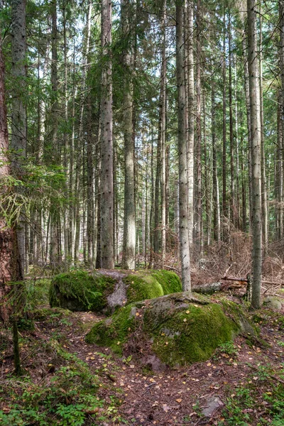 Frischer Grüner Sommerwald Mit Baumstämmen Stampfen Und Gras Grünes Nasses — Stockfoto