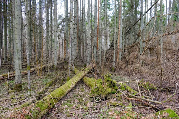 Boomstam Muur Aan Zijkant Van Het Veld Natuur Bos Scene — Stockfoto