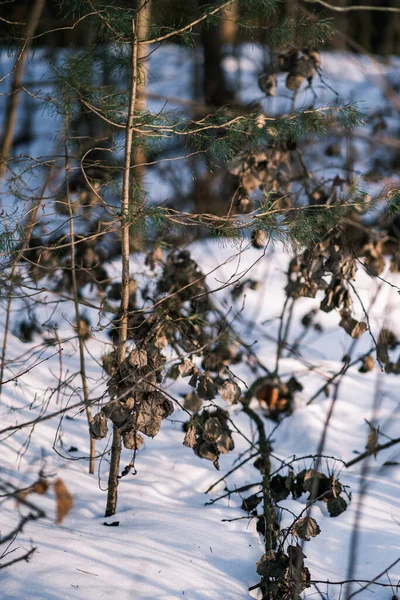 Trama Scena Foresta Invernale Alberi Ricoperti Neve Nella Giornata Sole — Foto Stock