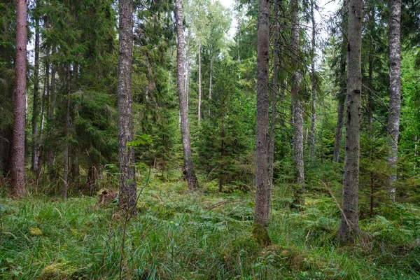 Ağaç Gövdeleri Tepeleri Otları Olan Yeşil Taze Yaz Ormanı Yeşil — Stok fotoğraf