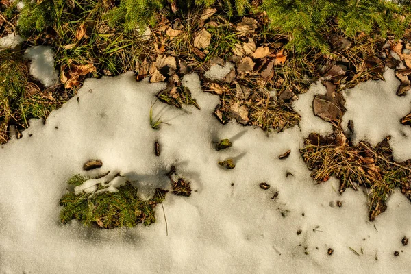 冬の森の風合い 晴れた日に雪に覆われた木は — ストック写真