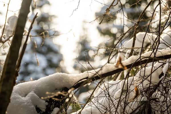 Текстура Зимних Лесов Деревья Покрыты Снегом Солнечный День — стоковое фото