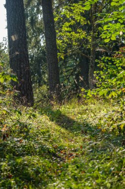 Ormanda güneşli bir sonbahar günü ağaçlarda az sayıda yaprak ve yaprakların dallarında altın rengi güneş parlıyor.
