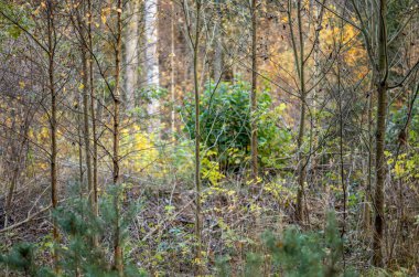 Sarı uyarı, eski orman parkında sonbahar günü altın yapraklar ve karanlık zemin ile