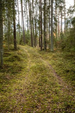Sarı uyarı, eski orman parkında sonbahar günü altın yapraklar ve karanlık zemin ile