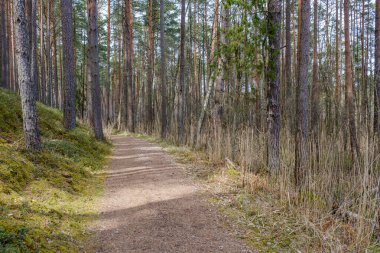 Yazın yeşil parktaki turizm yolunda çakıl, ahşap raylar ve ağaçlar var. Doğada rahatlama
