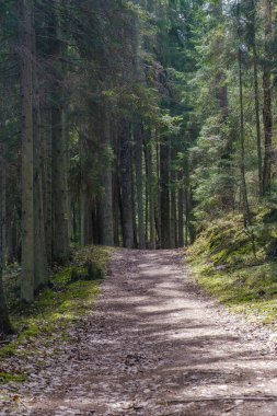 Yazın yeşil parktaki turizm yolunda çakıl, ahşap raylar ve ağaçlar var. Doğada rahatlama