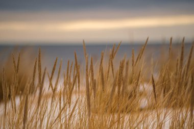 Kışın sonlarında deniz kıyısındaki kuru bentler. Kasvetli tonlar ve karanlık ruh hali