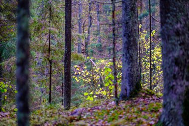 Ormanda güneşli bir sonbahar günü ağaçlarda az sayıda yaprak ve yaprakların dallarında altın rengi güneş parlıyor.