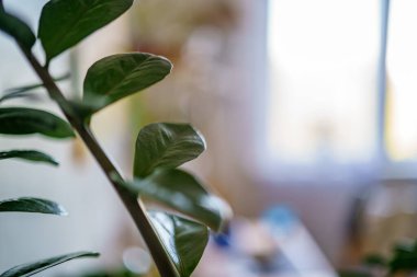 Dekoratif bitki ayrıntıları dairede büyüyor. Pencerenin iç kısmında beyaz