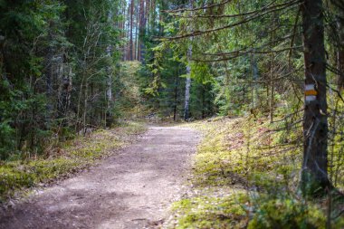 Yazın yeşil parktaki turizm yolunda çakıl, ahşap raylar ve ağaçlar var. Doğada rahatlama