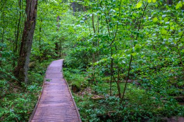 Yazın yeşil parktaki turizm yolunda çakıl, ahşap raylar ve ağaçlar var. Doğada rahatlama