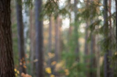 Sarı uyarı, eski orman parkında sonbahar günü altın yapraklar ve karanlık zemin ile