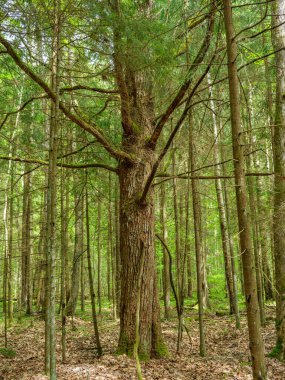 Yeşil yapraklı yeşil yaz ormanı ve yeşil yapraklı yosun kaplı taşlar.