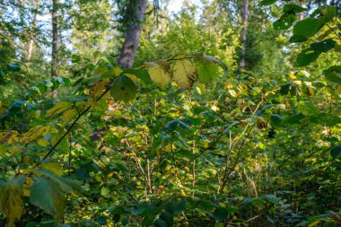 Ormanda güneşli bir sonbahar günü ağaçlarda az sayıda yaprak ve yaprakların dallarında altın rengi güneş parlıyor.