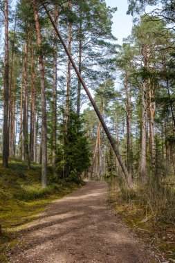 Yazın yeşil parktaki turizm yolunda çakıl, ahşap raylar ve ağaçlar var. Doğada rahatlama