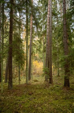 Sarı uyarı, eski orman parkında sonbahar günü altın yapraklar ve karanlık zemin ile