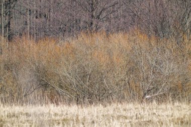 Kışın sonlarında deniz kıyısındaki kuru bentler. Kasvetli tonlar ve karanlık ruh hali