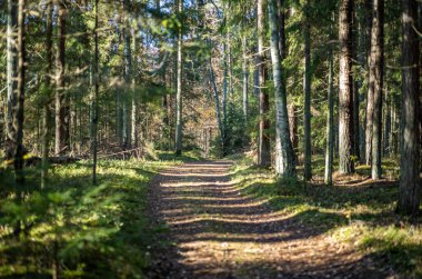 Sarı uyarı, eski orman parkında sonbahar günü altın yapraklar ve karanlık zemin ile