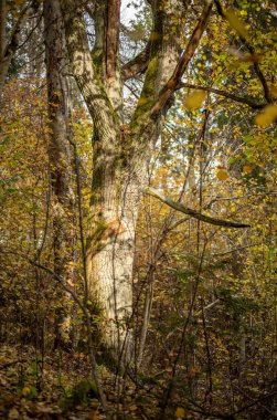 Sarı uyarı, eski orman parkında sonbahar günü altın yapraklar ve karanlık zemin ile
