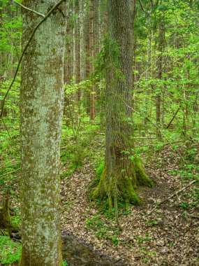 Yeşil yapraklı yeşil yaz ormanı ve yeşil yapraklı yosun kaplı taşlar.