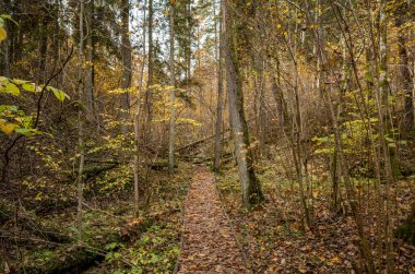 Sarı uyarı, eski orman parkında sonbahar günü altın yapraklar ve karanlık zemin ile