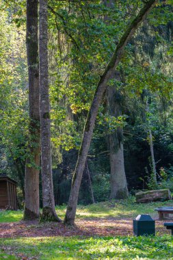 Ormanda güneşli bir sonbahar günü ağaçlarda az sayıda yaprak ve yaprakların dallarında altın rengi güneş parlıyor.