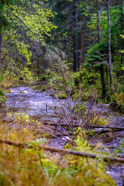 Ormanda güneşli bir sonbahar günü ağaçlarda az sayıda yaprak ve yaprakların dallarında altın rengi güneş parlıyor.