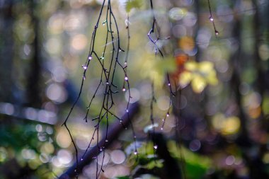 Ormanda güneşli bir sonbahar günü ağaçlarda az sayıda yaprak ve yaprakların dallarında altın rengi güneş parlıyor.