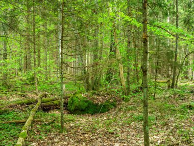 Yeşil yapraklı yeşil yaz ormanı ve yeşil yapraklı yosun kaplı taşlar.