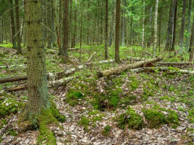 Kuru ağaç yaprağı deseni ilkbaharda orman zemininde koyu kahverengi zemin ile