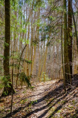Yazın yeşil parktaki turizm yolunda çakıl, ahşap raylar ve ağaçlar var. Doğada rahatlama