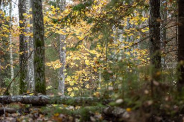 Sarı uyarı, eski orman parkında sonbahar günü altın yapraklar ve karanlık zemin ile