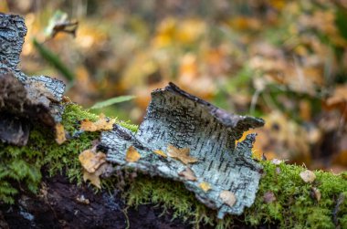 Sarı uyarı, eski orman parkında sonbahar günü altın yapraklar ve karanlık zemin ile