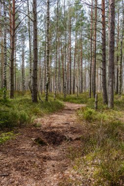 Yazın yeşil parktaki turizm yolunda çakıl, ahşap raylar ve ağaçlar var. Doğada rahatlama