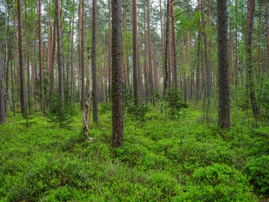 Yeşil yapraklı yeşil yaz ormanı ve yeşil yapraklı yosun kaplı taşlar.