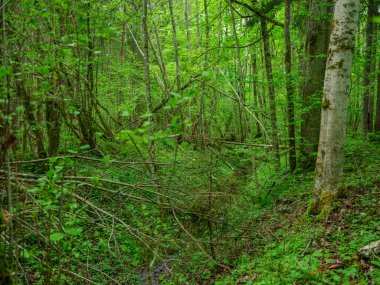 Yeşil yapraklı yeşil yaz ormanı ve yeşil yapraklı yosun kaplı taşlar.