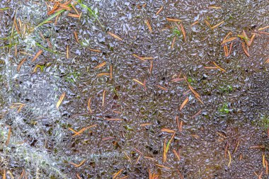 Kuru ağaç yaprağı deseni ilkbaharda orman zemininde koyu kahverengi zemin ile