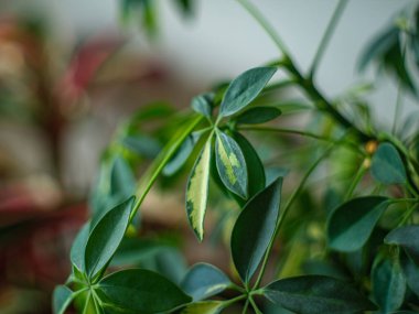 Dekoratif bitki ayrıntıları dairede büyüyor. Pencerenin iç kısmında beyaz