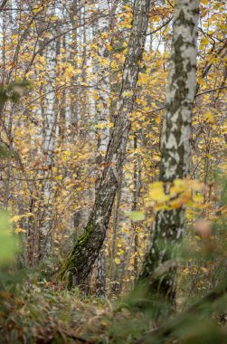Sarı uyarı, eski orman parkında sonbahar günü altın yapraklar ve karanlık zemin ile