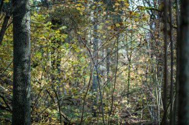 Sarı uyarı, eski orman parkında sonbahar günü altın yapraklar ve karanlık zemin ile