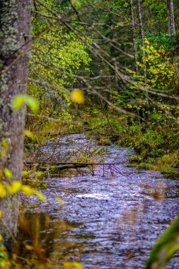 Ormanda güneşli bir sonbahar günü ağaçlarda az sayıda yaprak ve yaprakların dallarında altın rengi güneş parlıyor.